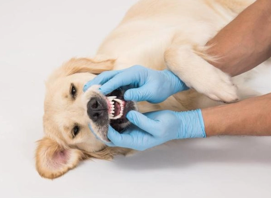 洗牙前禁食時間