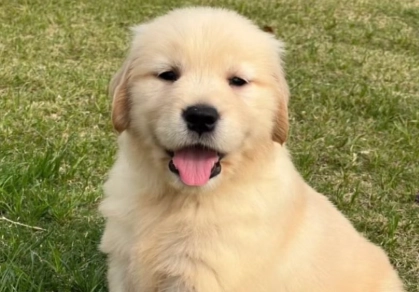 黃金獵犬體重 黃金獵犬體重