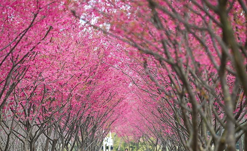 台湾赏樱景点 台湾赏樱景点