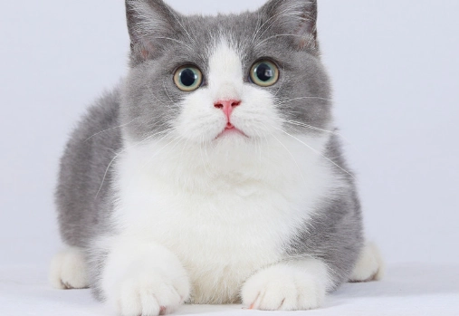 曼赤肯貓毛色 曼赤肯貓毛色