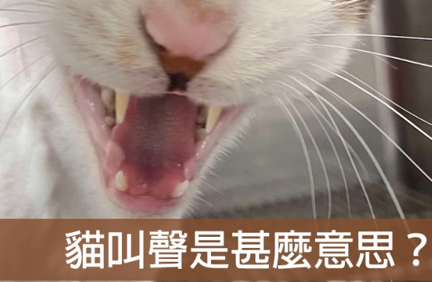 貓咪叫聲含義