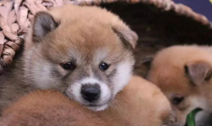 柴犬飼養指南 柴犬飼養指南