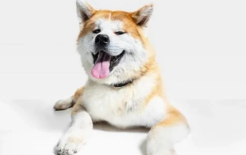 秋田犬領養流程 秋田犬領養流程