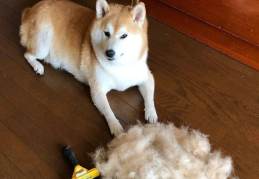 柴犬掉毛原因 柴犬掉毛原因