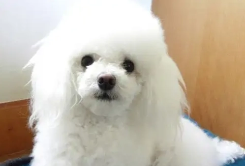 貴賓犬尾巴修剪