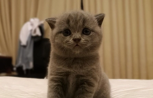 英國短毛貓扁臉 英國短毛貓扁臉