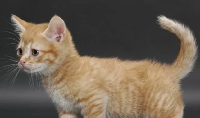 曼赤肯貓毛色 曼赤肯貓毛色