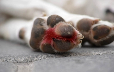 寵物皮膚炎藥膏 寵物皮膚炎藥膏