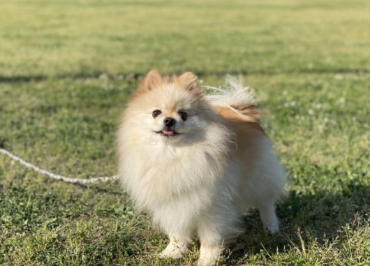 博美犬体重标准 博美犬体重标准