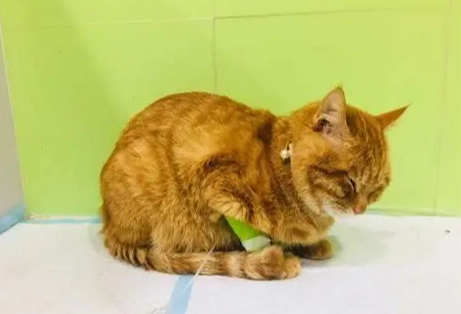 貓瘟治療花費 貓瘟治療花費