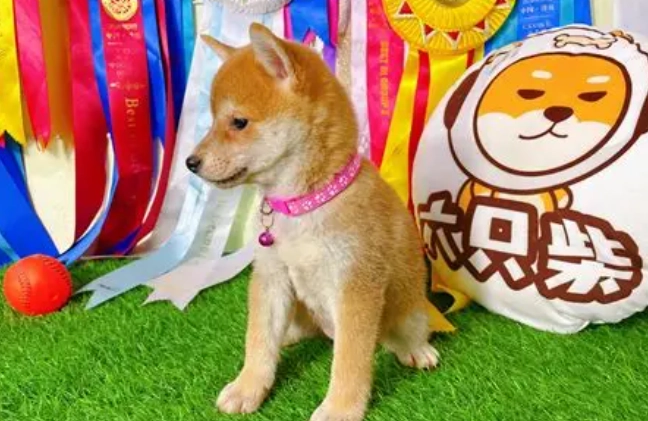 柴犬掉毛原因 柴犬掉毛原因