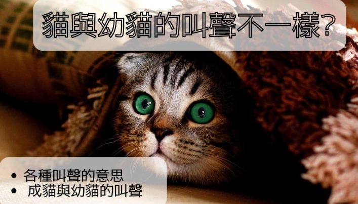 貓叫聲解析