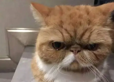 貓遺傳疾病 貓遺傳疾病