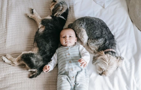 與狗同睡注意事項