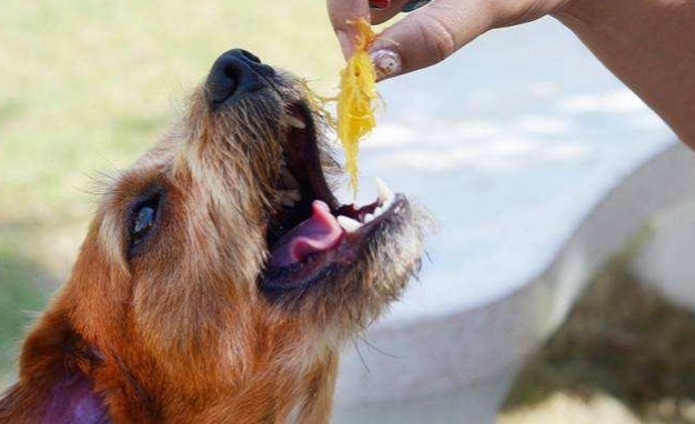 馬鈴薯皮對狗有害嗎