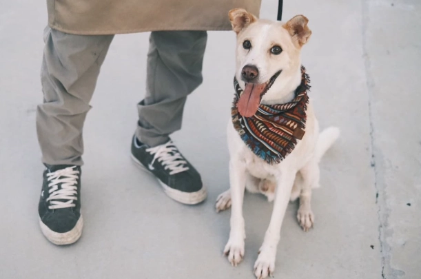 送養狗狗步驟 送養狗狗步驟