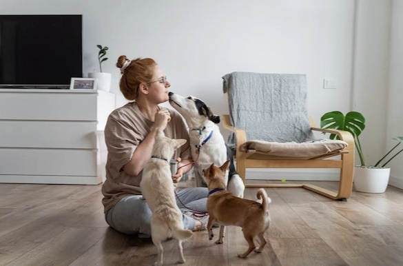 寵物保姆服務費用