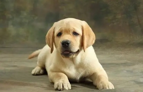 拉布拉多犬飼養 拉布拉多犬飼養