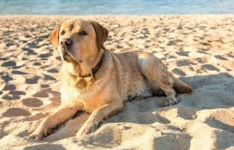 拉布拉多犬領養流程 拉布拉多犬領養流程