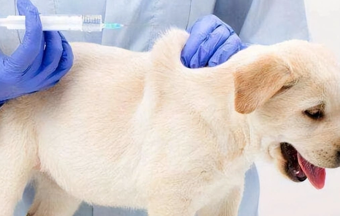 狂犬疫苗後護理 狂犬疫苗後護理