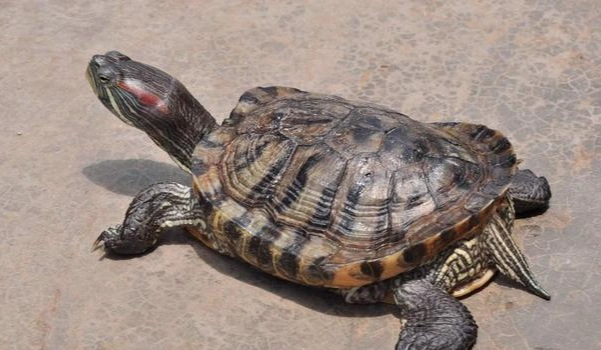 裂紋山烏龜 飼養 裂紋山烏龜 飼養