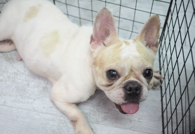 法國鬥牛犬領養 法國鬥牛犬領養