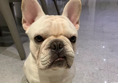 法鬥尾巴健康 法鬥尾巴健康