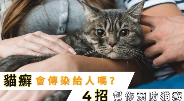 貓瘟會傳染給人類嗎 貓瘟會傳染給人類嗎