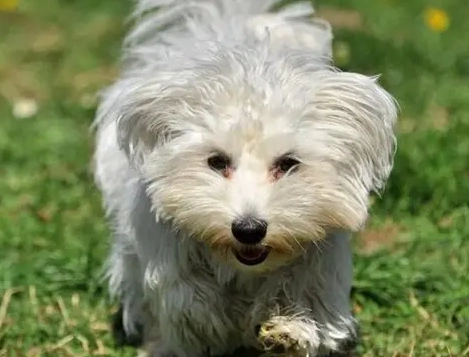 馬爾濟斯飼養 馬爾濟斯飼養