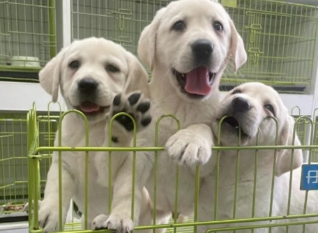 拉布拉多犬舍推薦 拉布拉多犬舍推薦