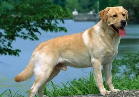 拉布拉多犬性格 拉布拉多犬性格