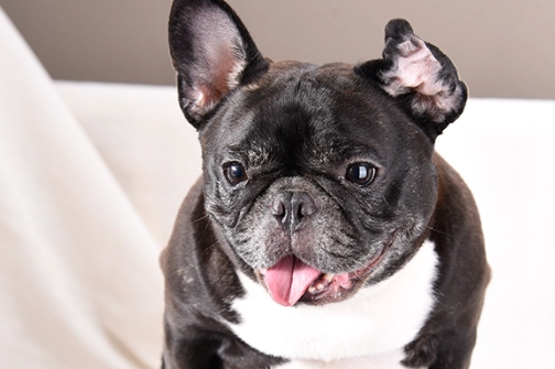 法鬥健康問題 法鬥健康問題