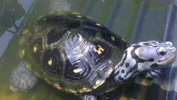 裂紋山烏龜 特徵 裂紋山烏龜 特徵