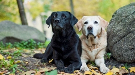 拉布拉多犬領養流程 拉布拉多犬領養流程