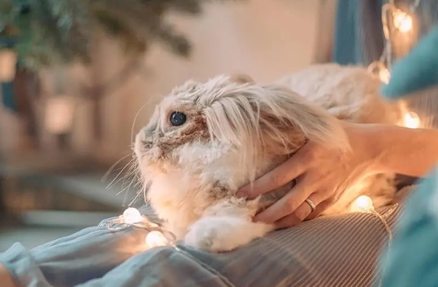 如何與離世寵物溝通