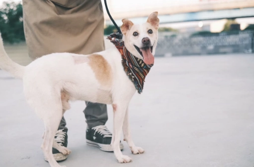 台灣狗狗送養 台灣狗狗送養