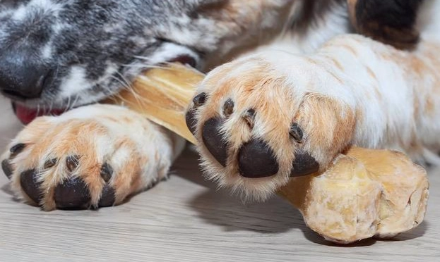 狗狗趾間炎傳染