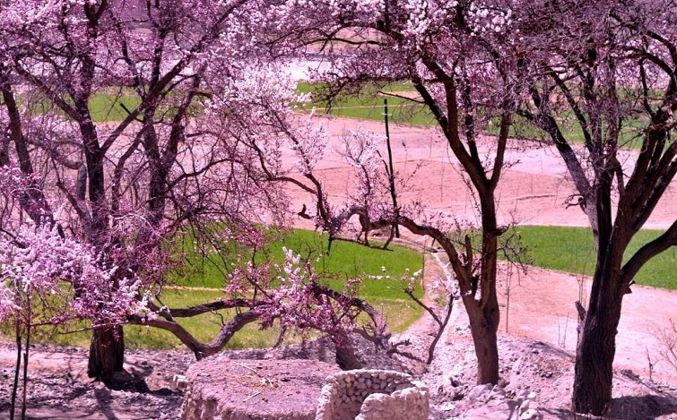 櫻花花期預測 櫻花花期預測