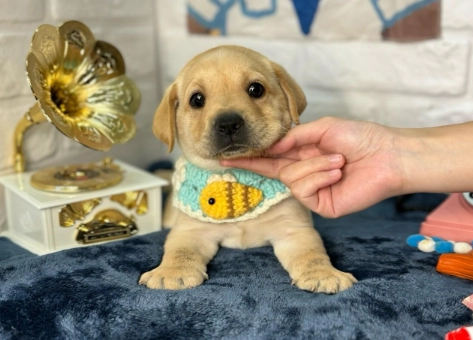 拉布拉多幼犬購買 拉布拉多幼犬購買