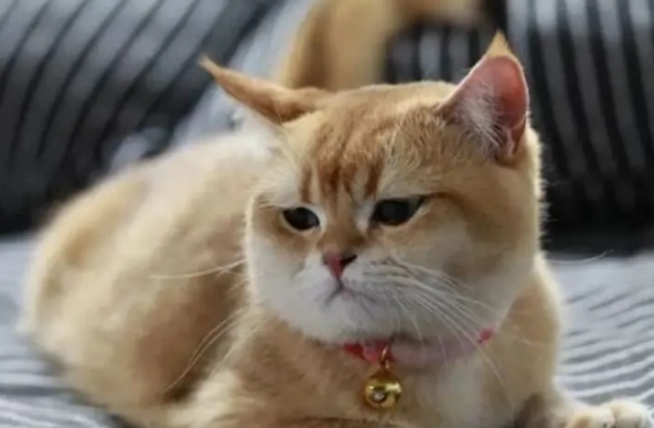 扁臉貓照顧 扁臉貓照顧