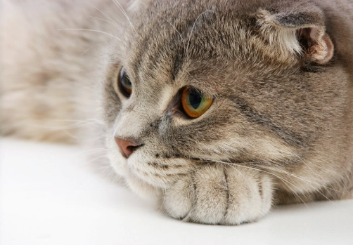 貓咪行為解讀 貓咪行為解讀