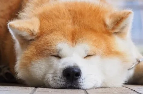 秋田犬領養流程 秋田犬領養流程