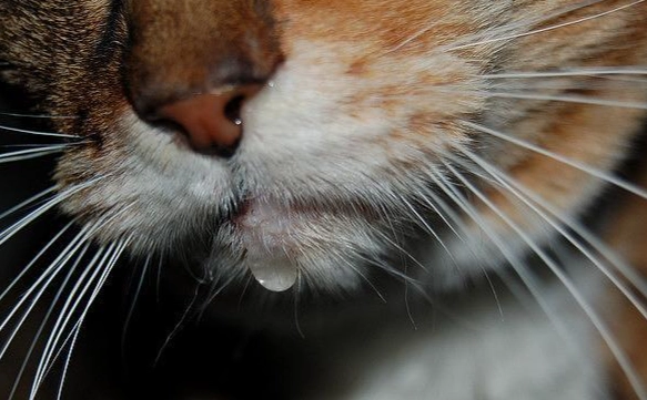 貓口水過多治療 貓口水過多治療