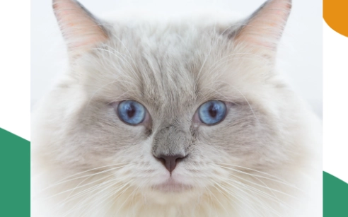 如何延長曼赤肯壽命 如何延長曼赤肯壽命