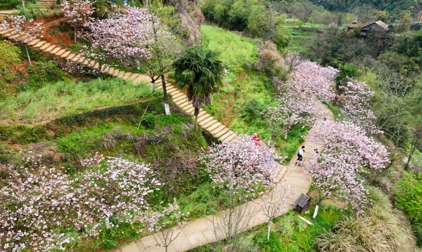台湾赏樱景点 台湾赏樱景点