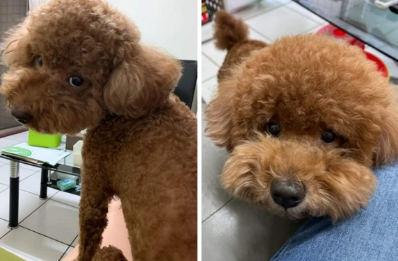 台灣貴賓狗領養機構 台灣貴賓狗領養機構