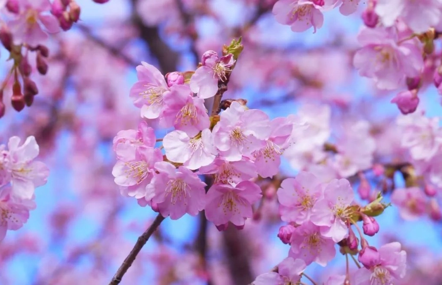 宜蘭賞櫻地點 宜蘭賞櫻地點