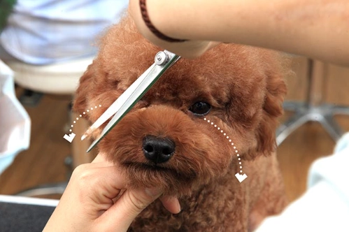 貴賓剪尾巴原因