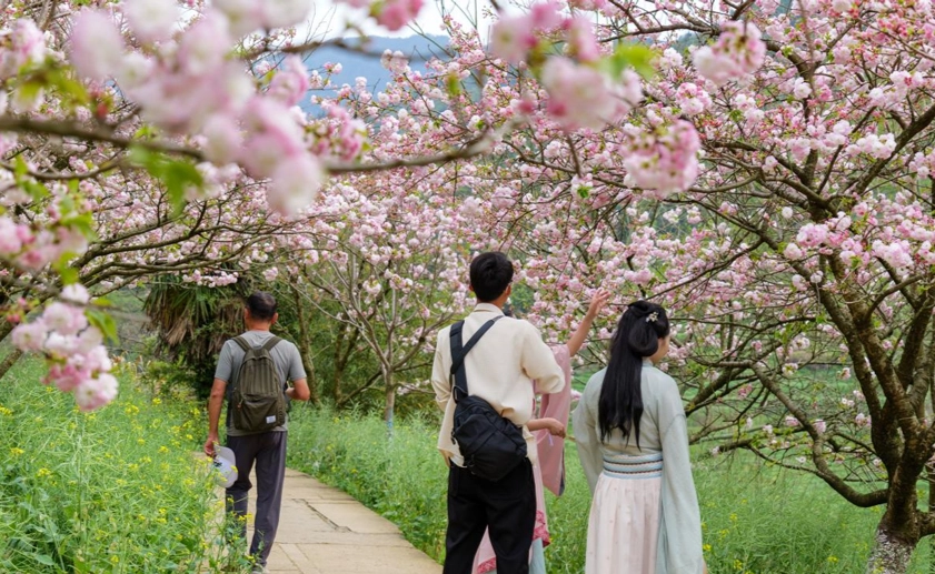 台湾赏樱景点 台湾赏樱景点
