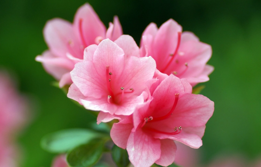 櫻花大道交通 櫻花大道交通